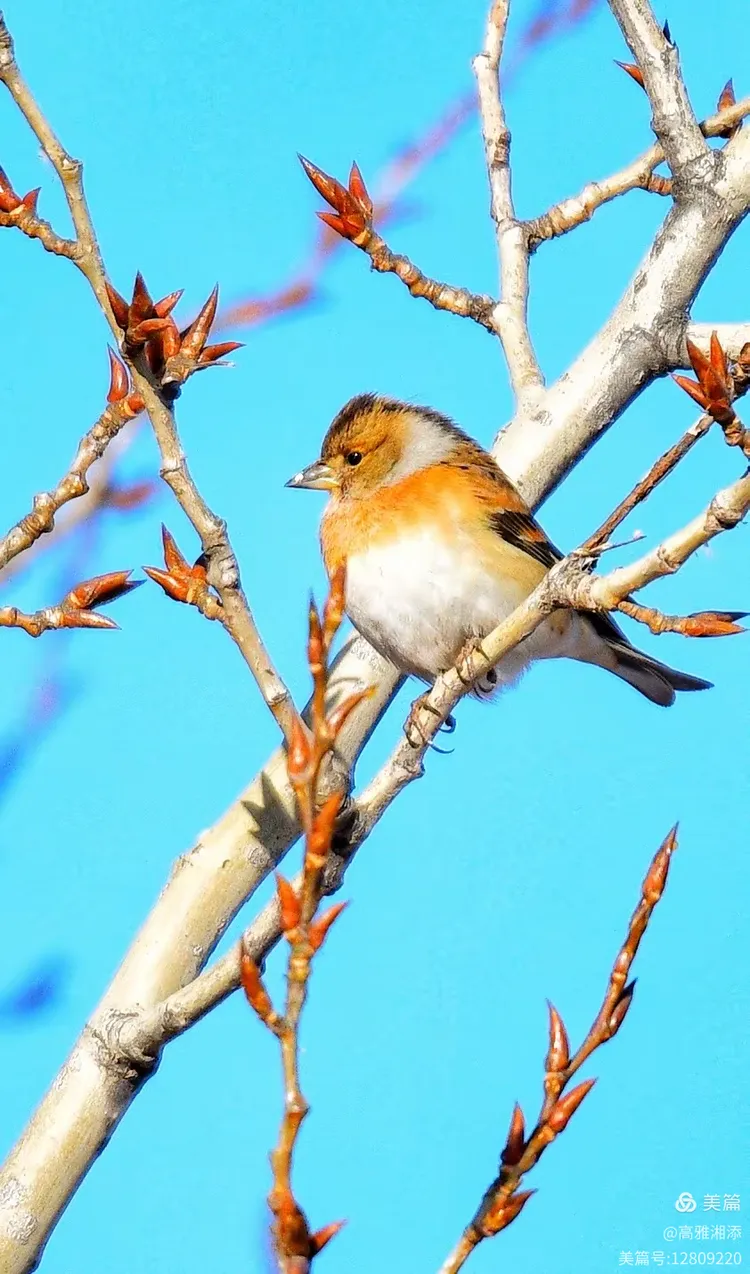 春意萌动万物苏 鹭鸟天空弧线舞